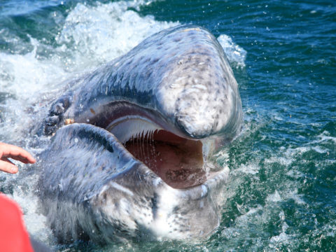 gray whale sex threesome