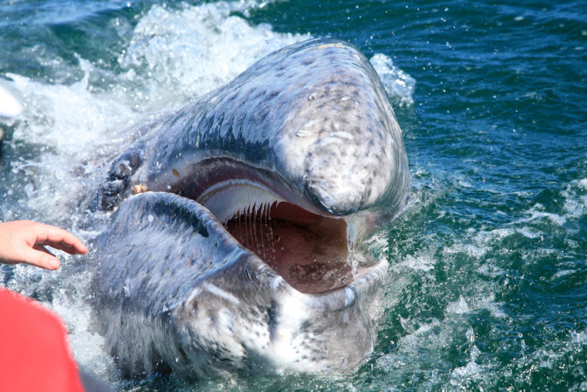 gray whale sex threesome