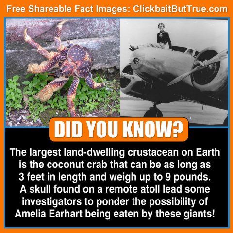 These Flesh-Eating Crabs May Have Feasted on the Bones of A Historical Icon! – Clickbait But True