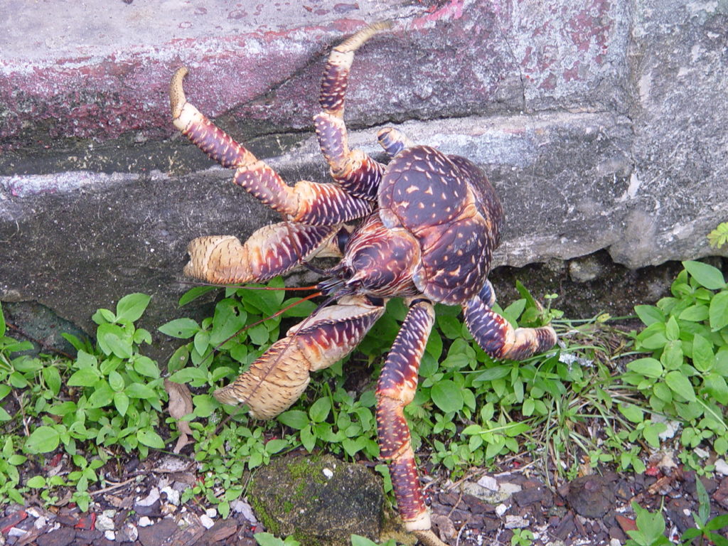 coconut crab ate emeila earhart?