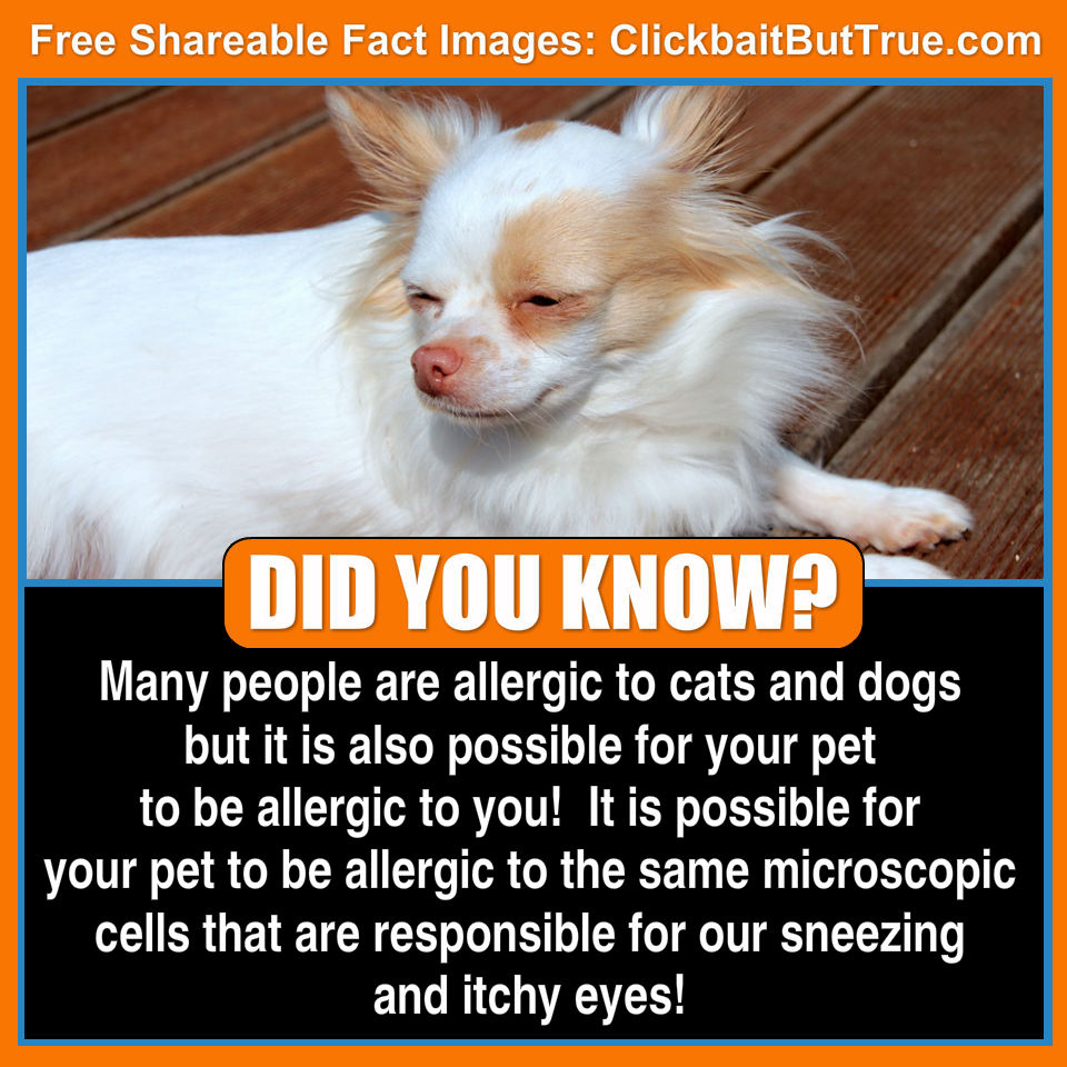 is your pet allergic to you? – clickbait but true